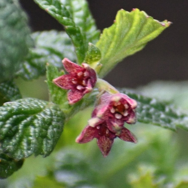Ribes ovalifolium