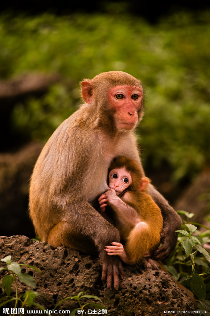 猴母子