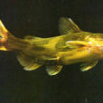 黃骨魚