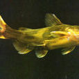 黃骨魚 黃骨魚