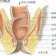 瘺瘡 瘺瘡
