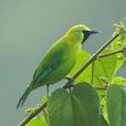 綠葉鳥 綠葉鳥