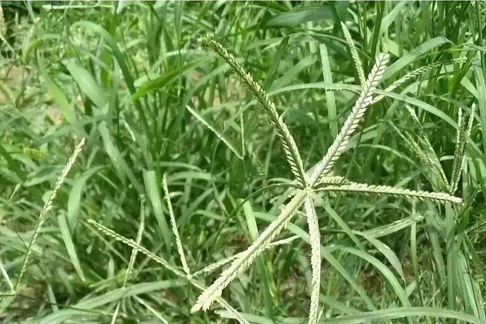 雙穗蕨科 雙穗蕨科