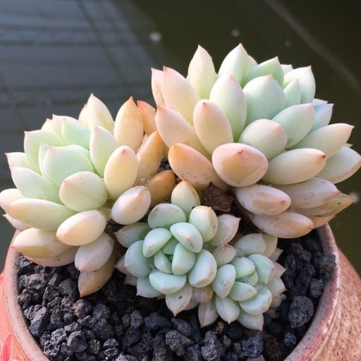 玉兔(景天科擬石蓮屬植物) 玉兔(景天科擬石蓮屬植物)
