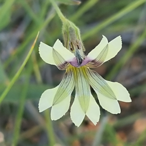 Goodenia muelleriana