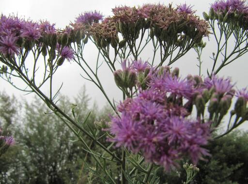 漂亮風毛菊 漂亮風毛菊