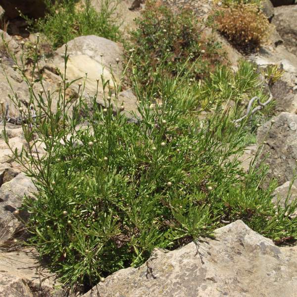 Cheirolophus junonianus