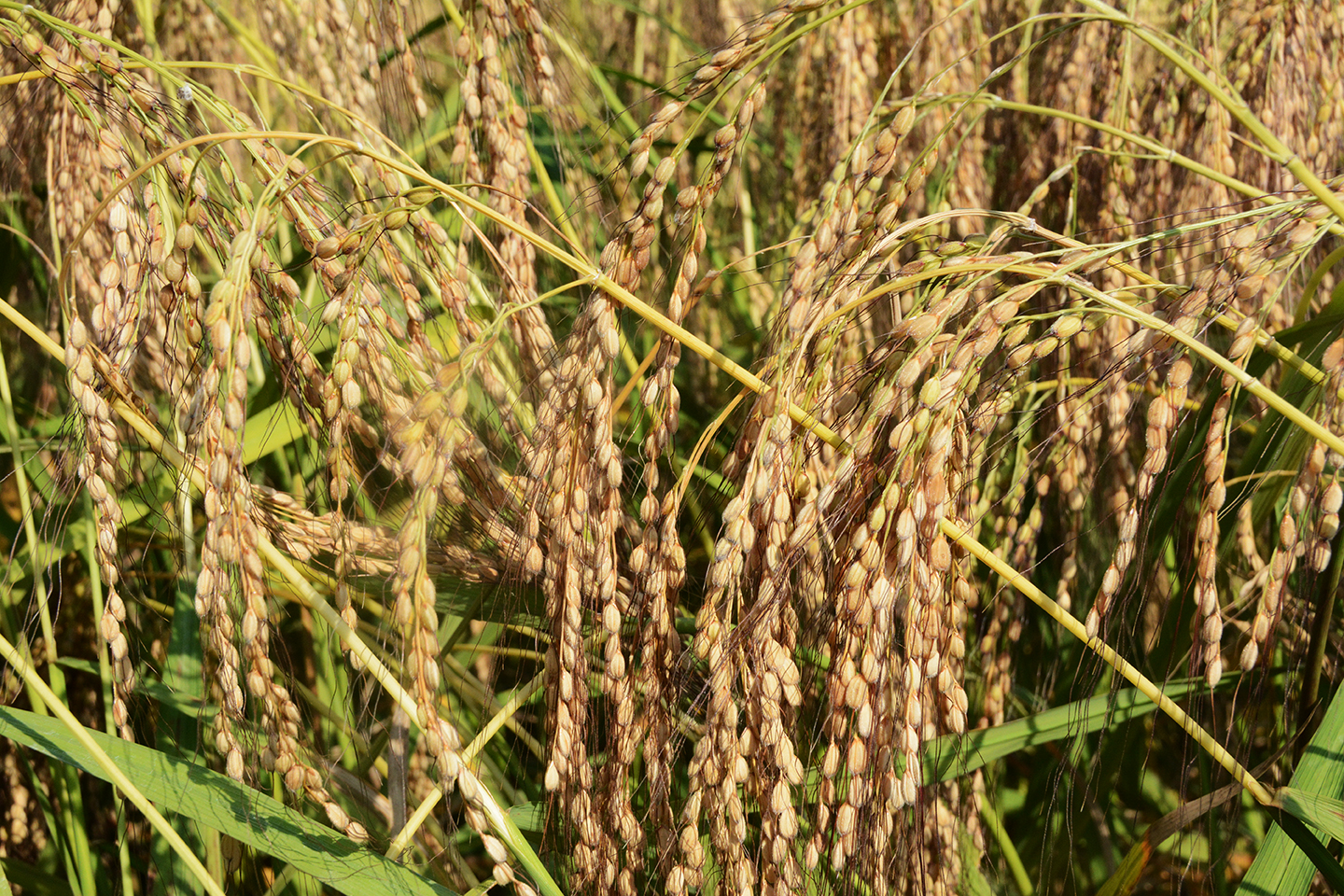 將近成熟了的銅禾粳稻