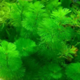 綠菊花 綠菊花