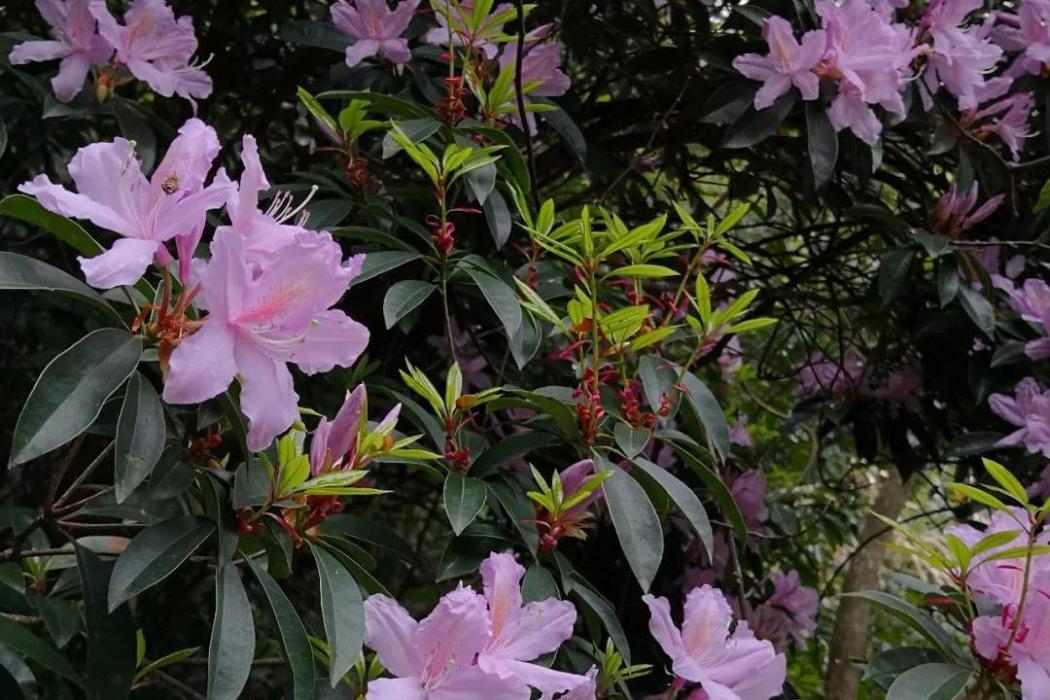 香花杜鵑 香花杜鵑