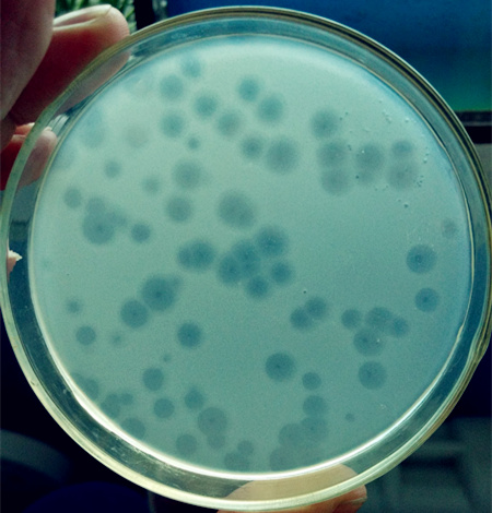 蛭弧菌在雙層平板上產生的噬菌斑