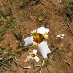 Hesperoxiphion niveum