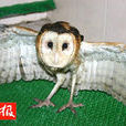 人面鷹 人面鷹