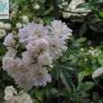 薔薇木香 薔薇木香