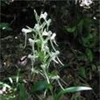 騎馬參(騎馬參) 騎馬參(騎馬參)
