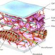 細胞質骨架