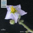 疏刺茄 疏刺茄