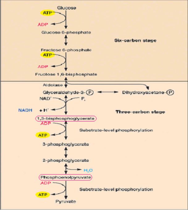 三羧酸循環(檸檬酸循環)