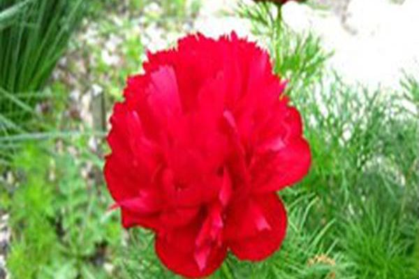 Paeonia tenuifolia \x27Flore-Plena\x27