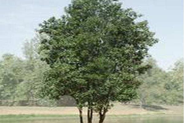Magnolia virginiana \x27Jim Wilson\x27 MOONGLOW Magnolia virginiana \x27Jim Wilson\x27 MOONGLOW