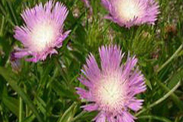 Stokesia laevis \x27Colorwheel\x27