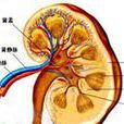 腎內動脈變細或阻塞