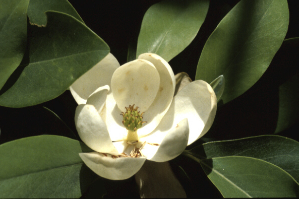 香甜花 香甜花