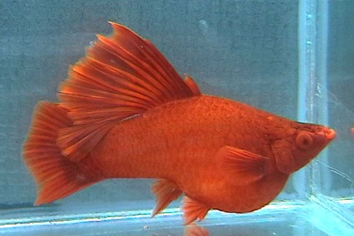 高鰭異錦魚 高鰭異錦魚