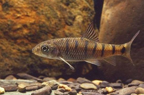 狹串光魚 狹串光魚