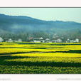 龍通村(雲南省麗江市寧蒗縣金棉鄉龍通村) 龍通村(雲南省麗江市寧蒗縣金棉鄉龍通村)