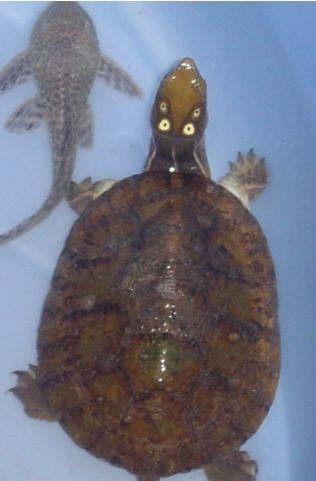 四眼斑擬水龜