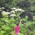 大豕草 大豕草