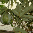 油渣果(葫蘆科類植物)