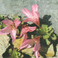 南湖柳葉菜 南湖柳葉菜