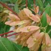 薇籽(薇籽) 薇籽(薇籽)