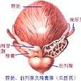 單純癌 單純癌