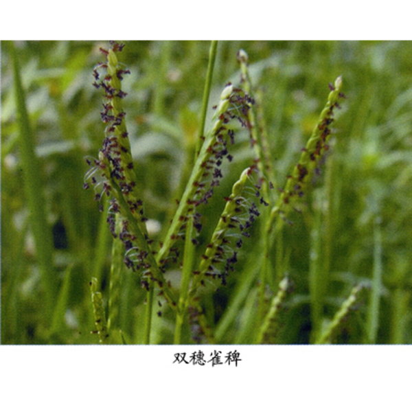 雙穗雀