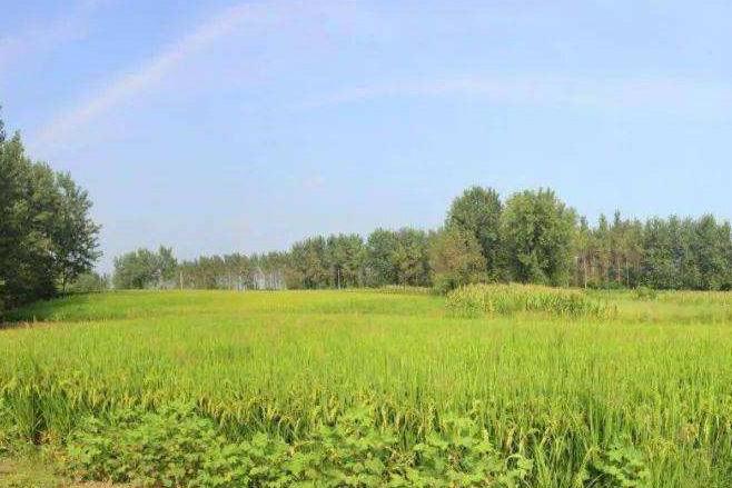 七旗嶺遺址 七旗嶺遺址