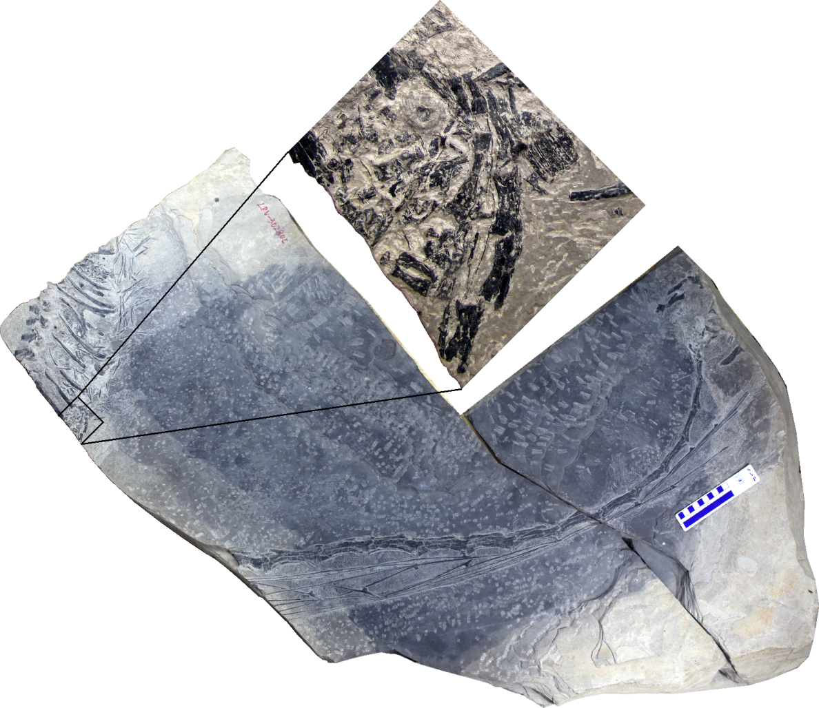 恐頭龍胎生化石；放大的部分為胚胎骨骼；比例尺為10厘米