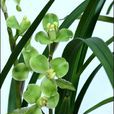 玉海棠(植物) 玉海棠(植物)
