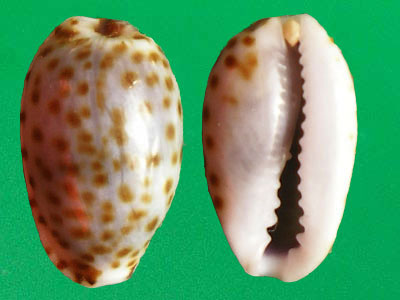 露珠寶螺（上海岡瓦納自然網）