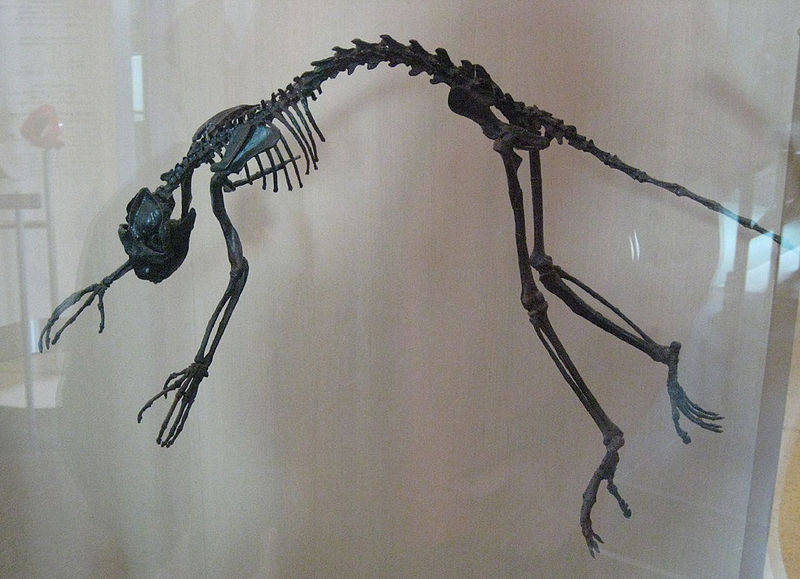 北狐猴化石