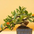 金豆(芸香科金橘屬)