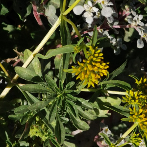Flaveria palmeri