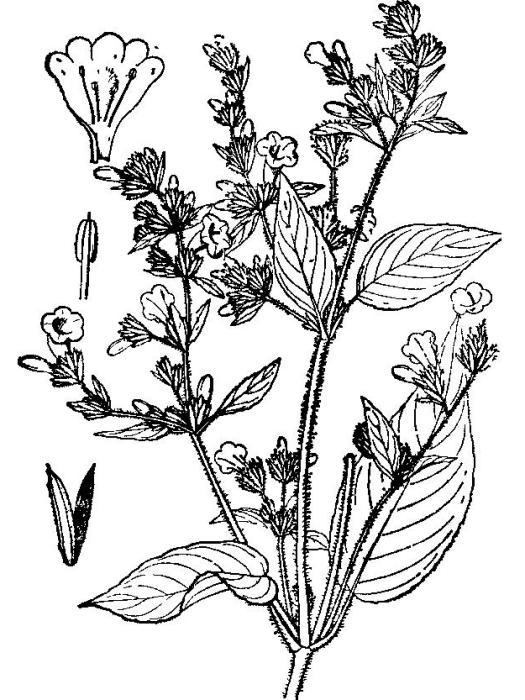 尖蕊花屬 尖蕊花屬