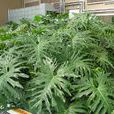 春羽(天南星科植物)