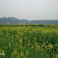 茶園坳村 茶園坳村