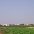 盛郢村 盛郢村