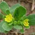 馬莧菜