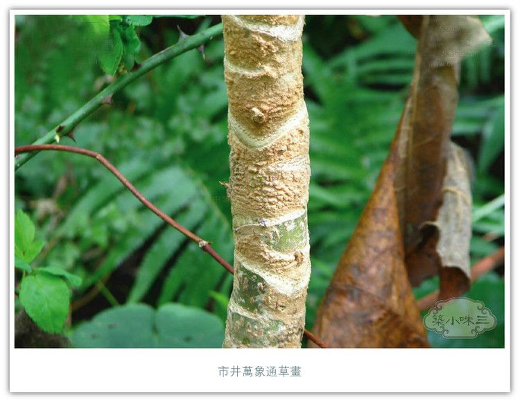 通草根(通打根) 通草根(通打根)